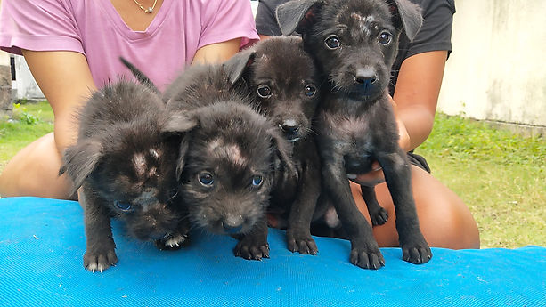Four abandoned Puppies dumped and left to die on the Streets of Ubud Bali